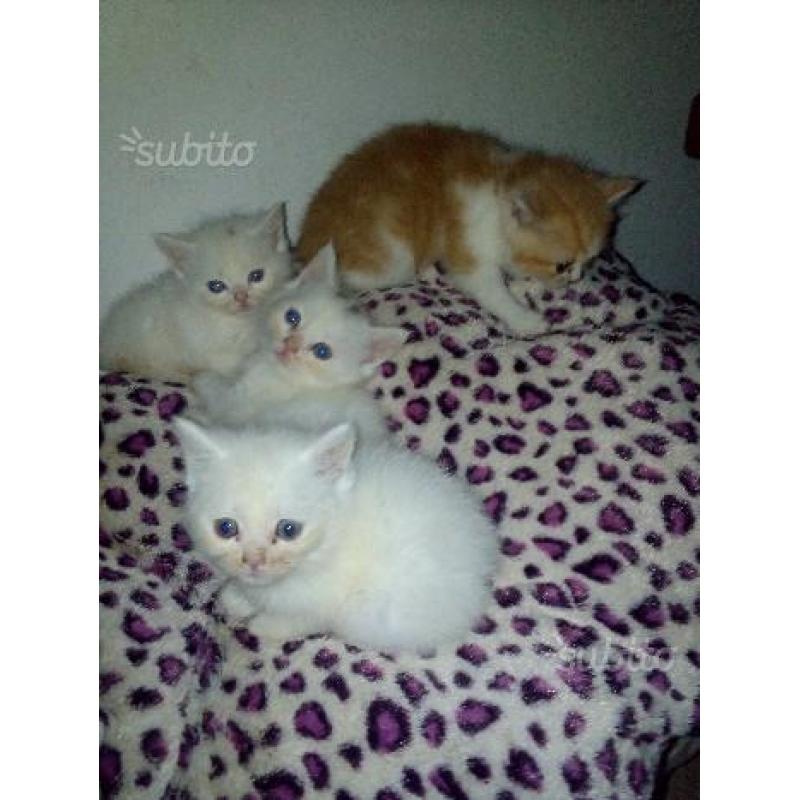 Gattini persiani