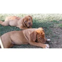 Cuccioli Dogue de Bordeaux - disponibili