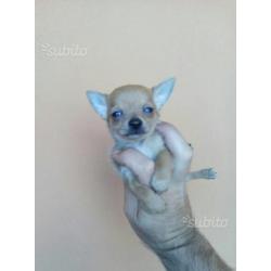 Chihuahua Mini Toy