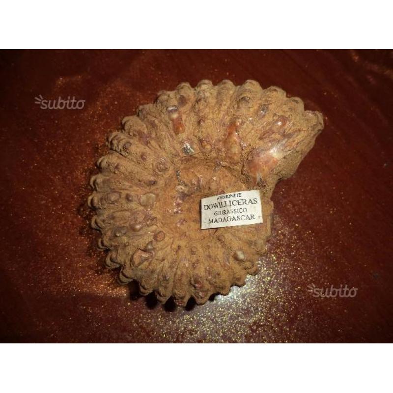 Ammonite fossile - Douvilleiceras Mammillatum